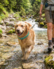 🐾 50% OFF | Natural Flea & Tick Collar for Dogs & Cats
