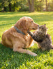 🐾 50% OFF | Natural Flea & Tick Collar for Dogs & Cats