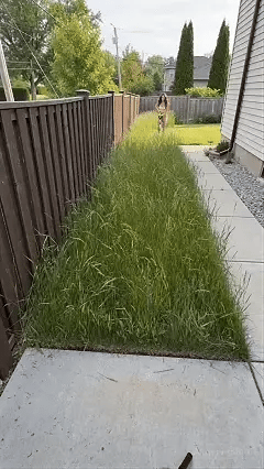 21V Cordless 3-in-1 Lawn Trimmer – 2 Batteries Included