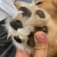 FreshPaws™ Electric Pet Paw & Face Fur Trimmer