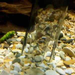 🔥50% OFF – Electric Fish Tank Gravel Vacuum